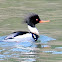 Red-breasted merganser