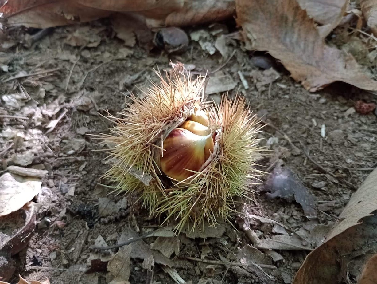 Frutta autunnale di CAMI57