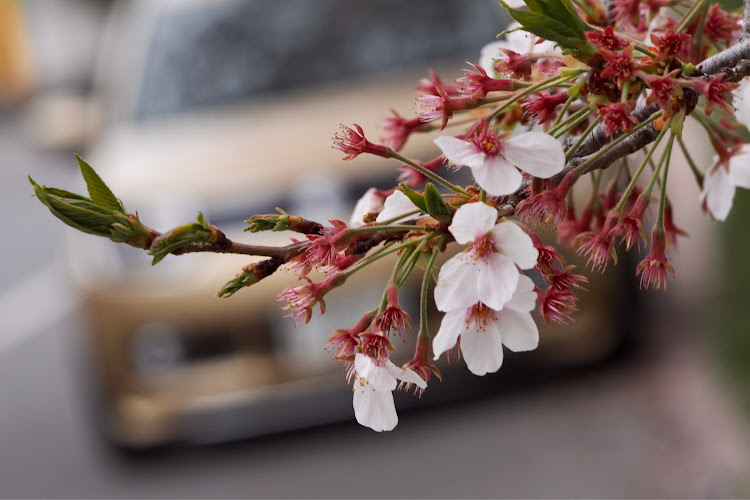 イグニスの桜と愛車・春の訪れに関するカスタム事例の投稿画像2枚目