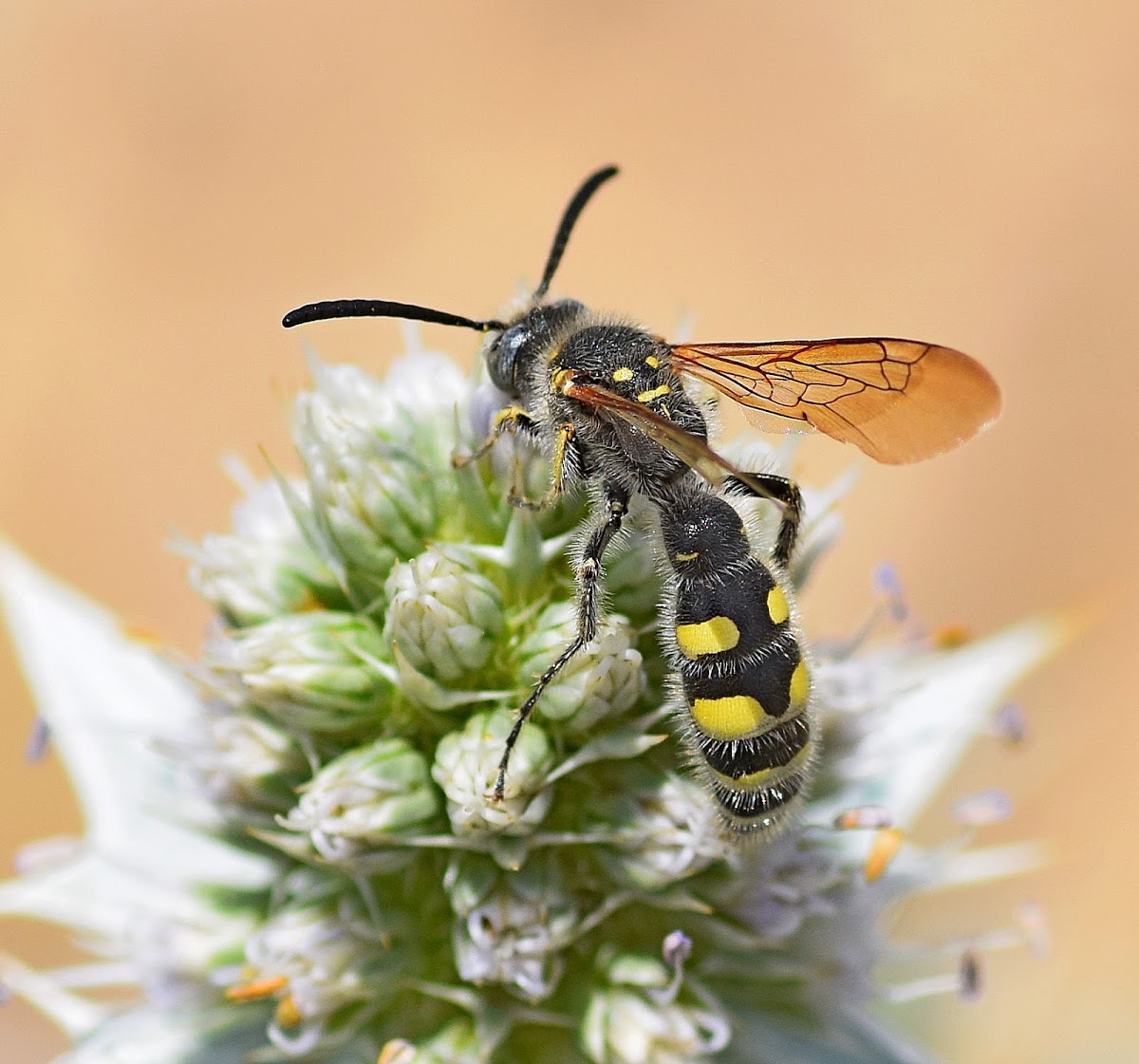 Scoliid Wasp (male)