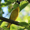 Yellow Warbler