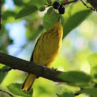 Yellow Warbler