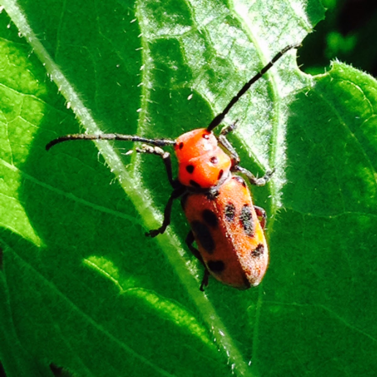 Red Milkweed Beetle