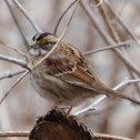 White-throated Sparrow