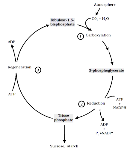 Solution Image