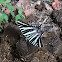 Zebra Swallowtail