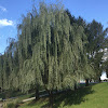 Weeping willow