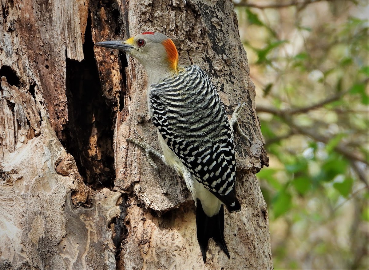 Golden-fronted woodpecker