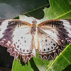 Leopard Lacewing. (♀)