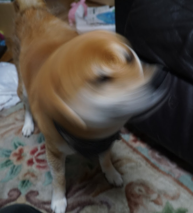 86の柴犬くうた・エアコンフィルター交換に関するカスタム事例の投稿画像1枚目