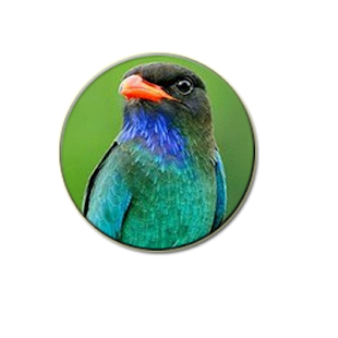 Kicau burung cililin & tengkek buto(圖3)-速報App