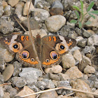 common buckeye