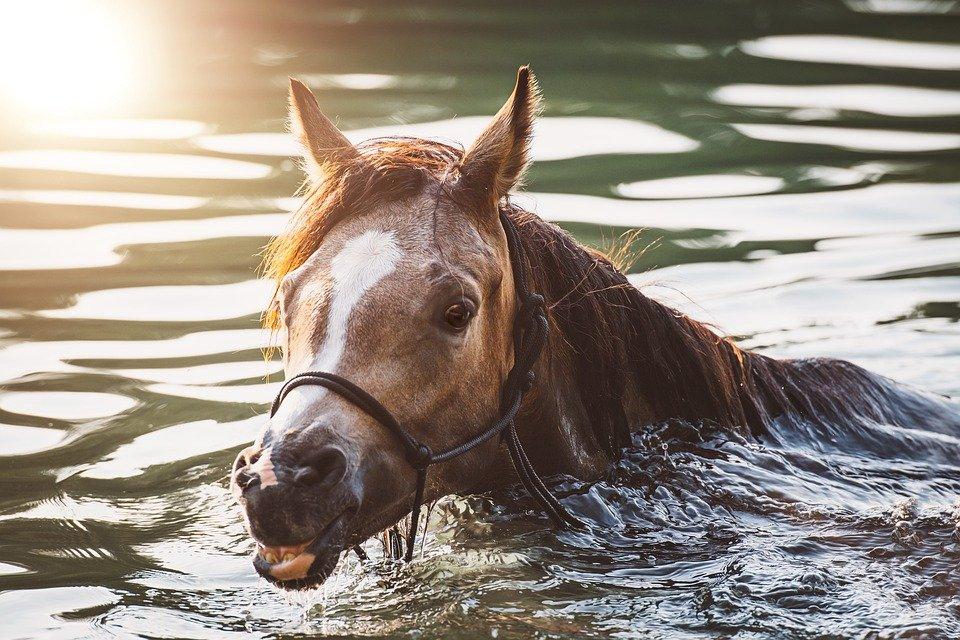 paard, pony, meer, water, zwemmen, veulen, dier, bruin paard, merrie, jaarling, vlam