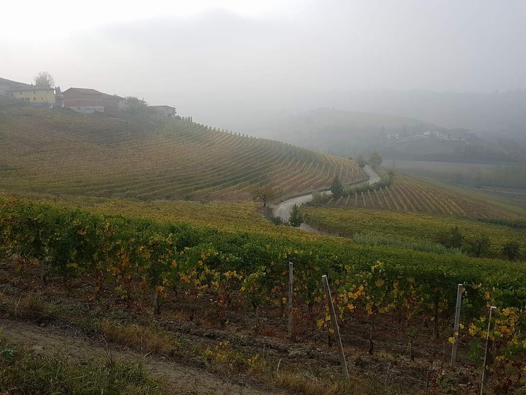 ...Colori...vigneti e atmosfera autunnale di Ilgiglio