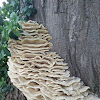 Northern Tooth Fungus