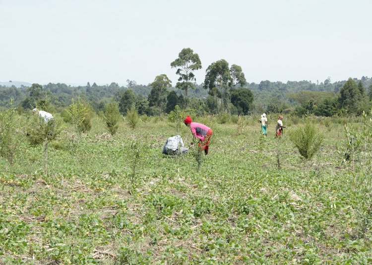 Chepalungu residents tend to their short-season crops at Chepalungu forest in an area under the Pelis scheme