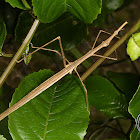 Horsehead grasshopper