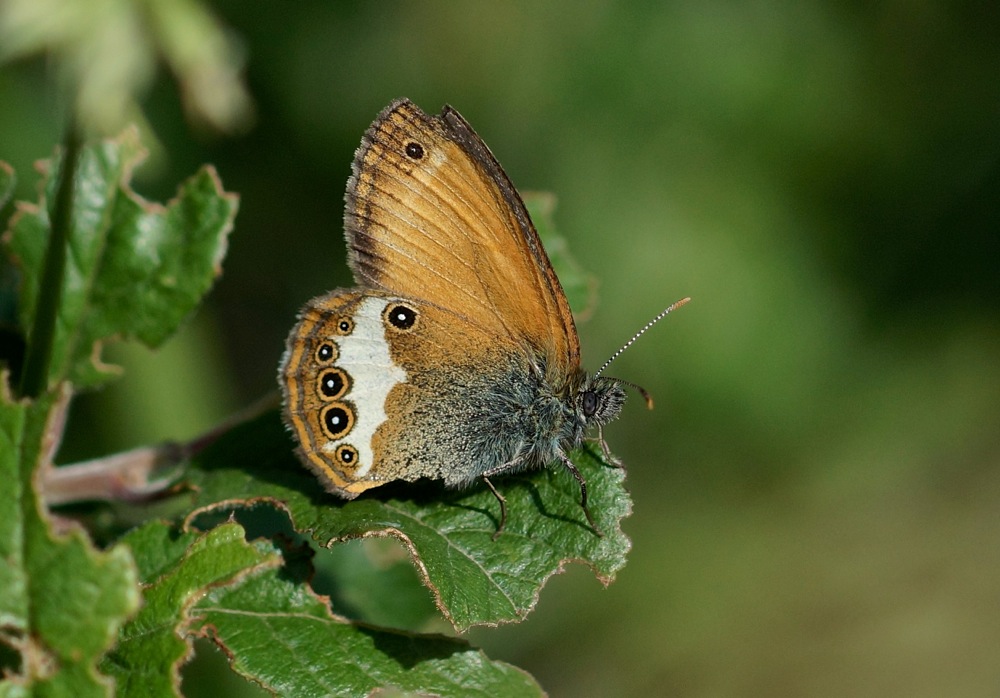 Pearly Heath