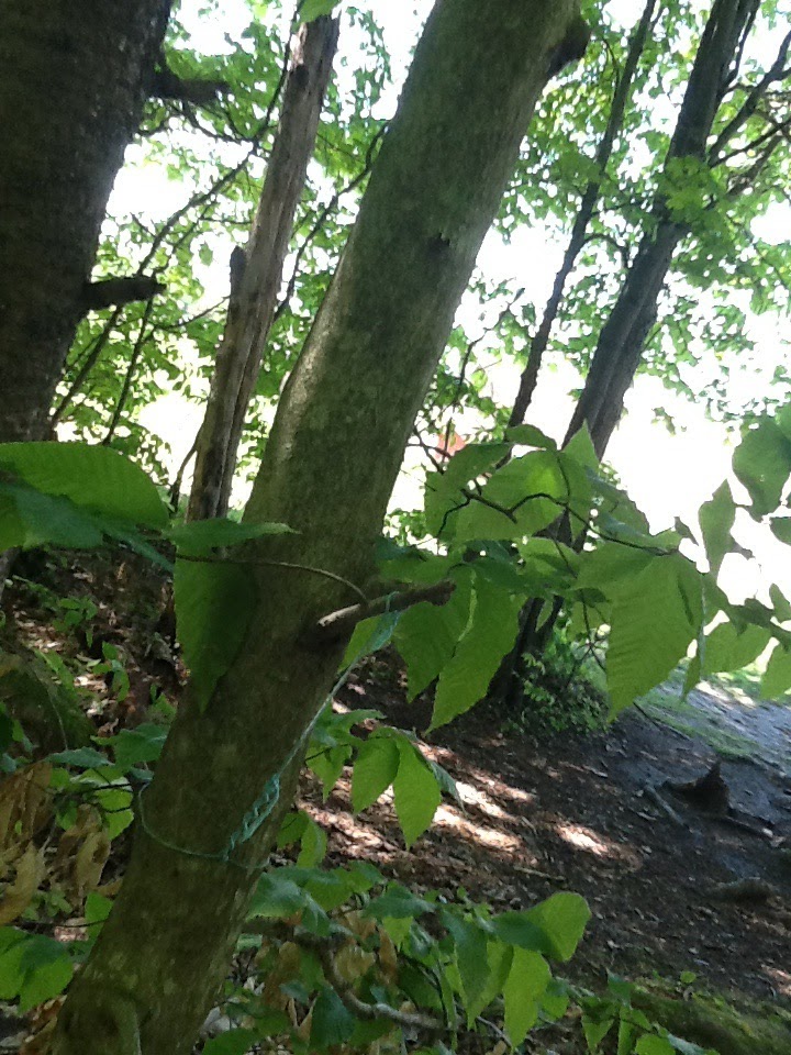 Beach tree