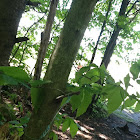 Beach tree