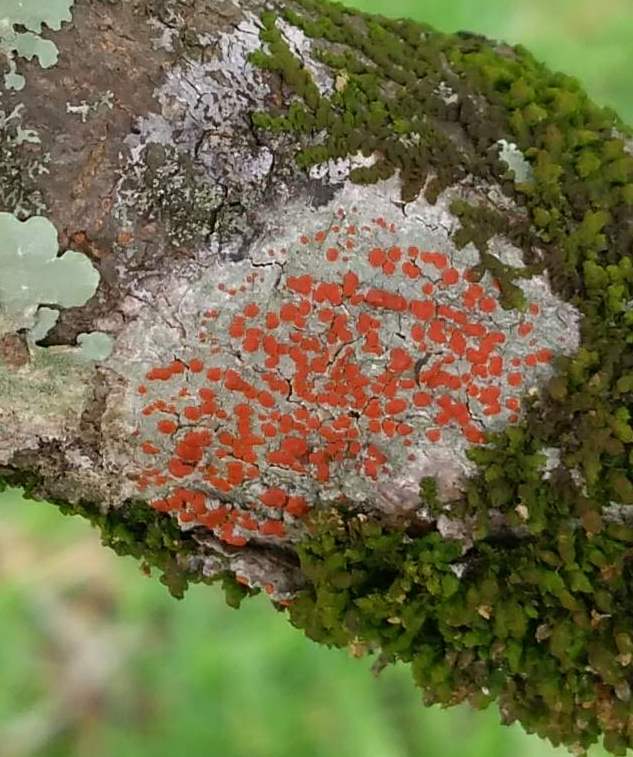 Ramboldia Lichen