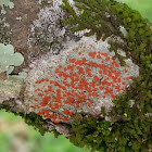 Ramboldia Lichen