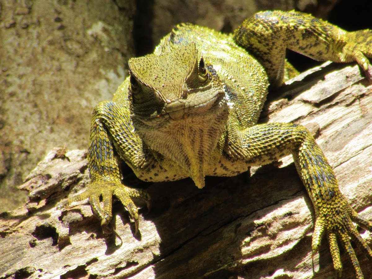 Eastern water dragon