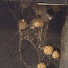 Brown Widow eggs