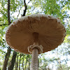 Parasol mushroom