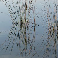 Da dove inizia il riflesso? di Laucol