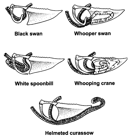 Examples of tracheal loops