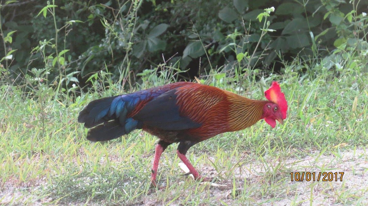 Sri Lankan junglefowl