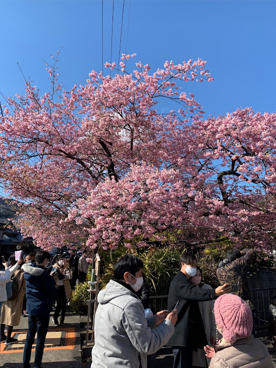 ニュービートル カブリオレの河津桜🌸祭り・東伊豆ツーリング🚗💨🚗💨・あんばたわさこ・オープンカーのある生活に関するカスタム事例の投稿画像9枚目