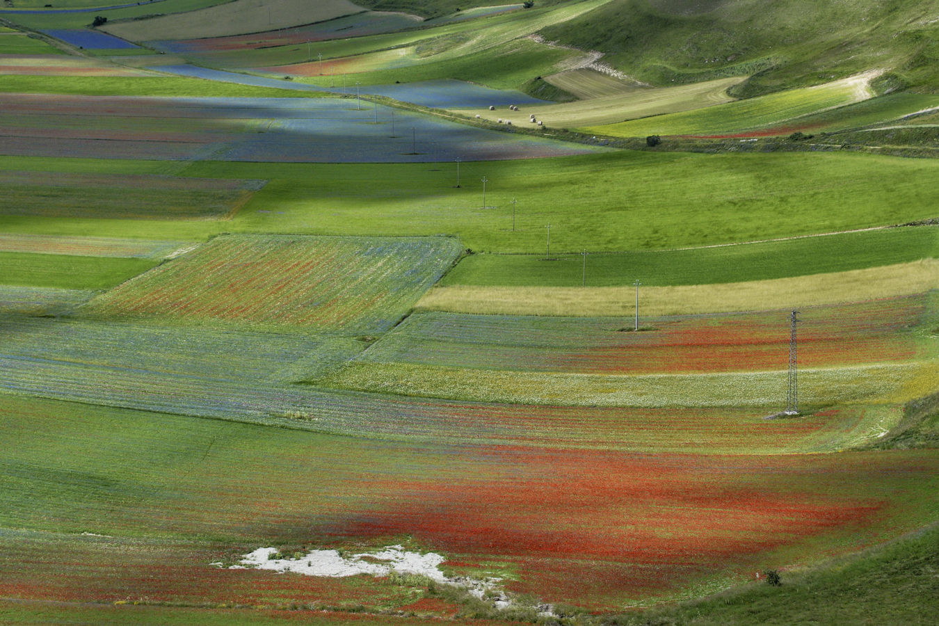 Luci e ombre sulla fioritura di si