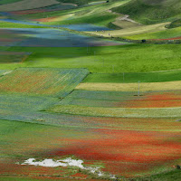 Luci e ombre sulla fioritura di 