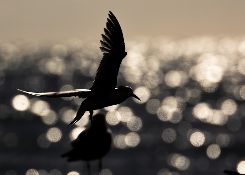 Sandwich tern and bokeh di Zeppo_wildlife