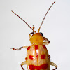 Leaf Beetle