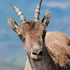 Gredos Ibex; Western Spanish Ibex