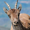 Gredos Ibex; Western Spanish Ibex