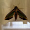 green pergesa hawkmoth