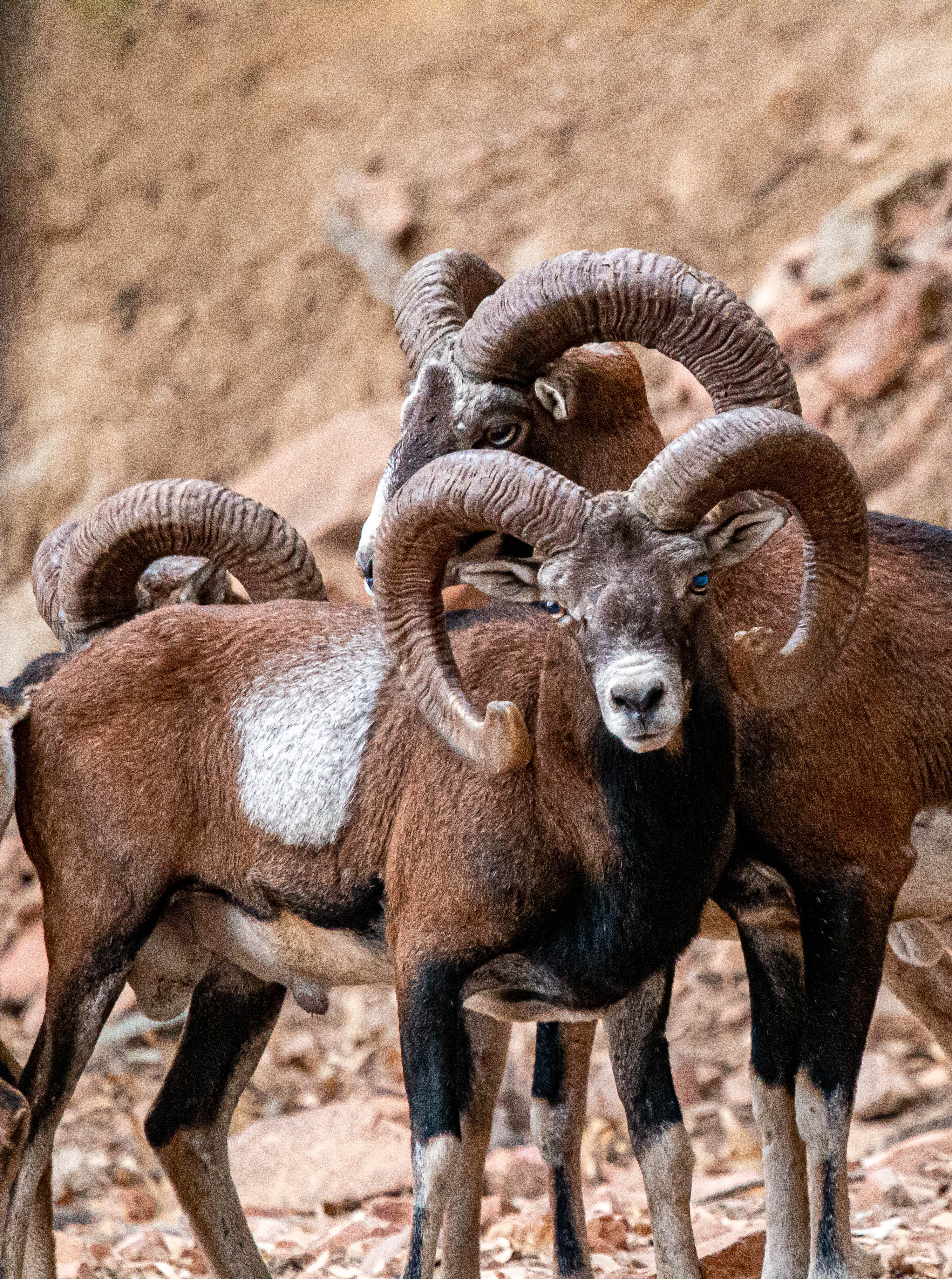 Ovis Musimon di fantinferruccio