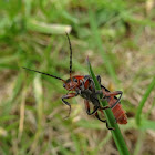 Rustic soldier beetle