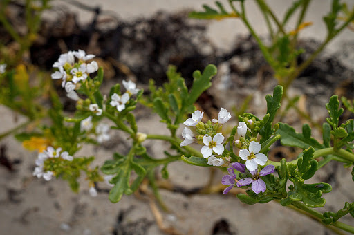 Cakile maritima