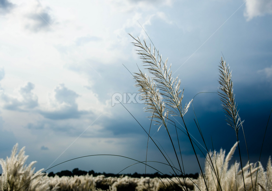 Kashful1 | Leaves & Grasses | Nature Up Close | Pixoto