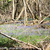 Bluebells