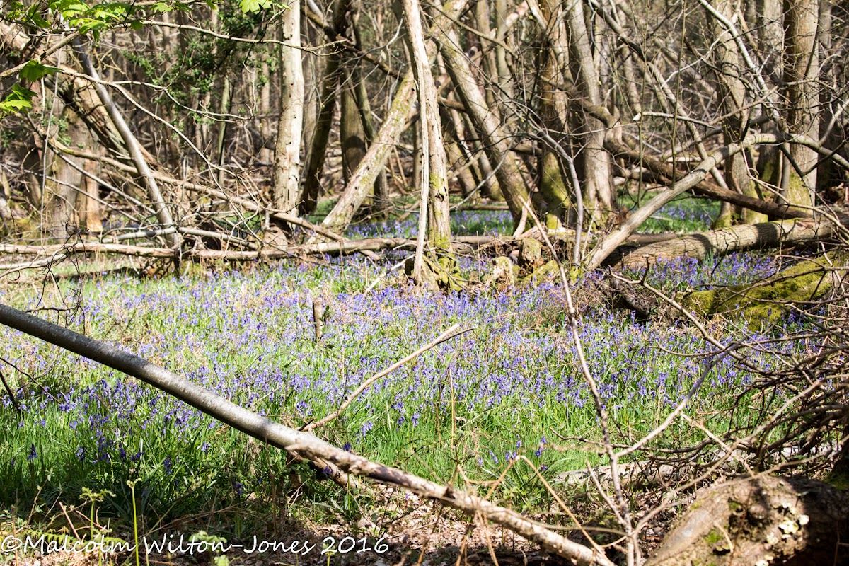 Bluebells