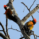 The common flameback