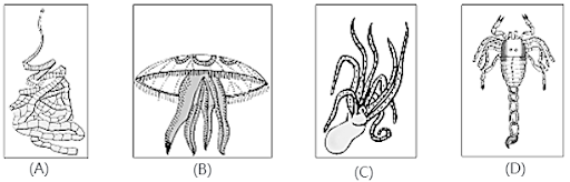 Classification of Animal Kingdom