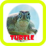 Turtle wallpaper  Icon