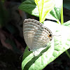 Common Cerulean